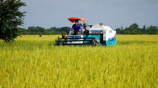 Tiếp tục mở rộng diện tích canh tác lúa bền vững, chất lượng cao