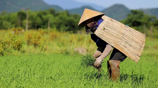Thời tiết nông vụ ngày 23/4/2025: Nắng nóng bao trùm, Bắc bộ giảm nhiệt từ mai