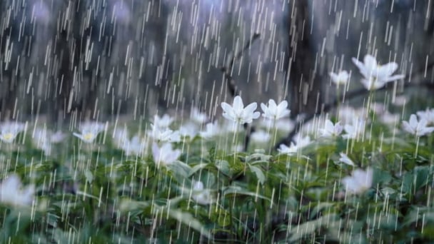Thời tiết nông vụ ngày 19/5/2026: Mưa rào và dông diện rộng