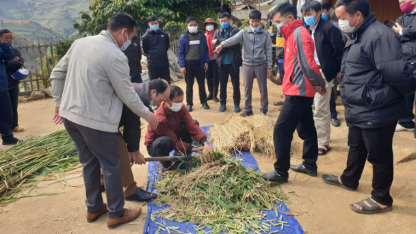 Phòng chống đói rét từ sớm cho gia súc ở vùng cao Yên Bái