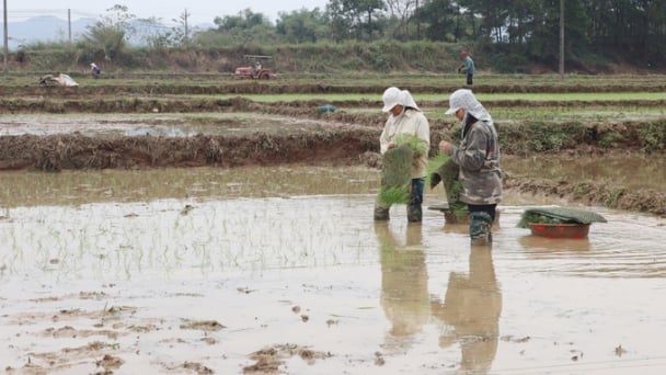Yên Bái lên phương án phòng chống rét cho gieo cấy vụ đông xuân