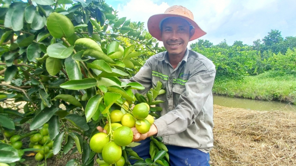 Chanh không hạt, chua nhưng 'giá ngọt'