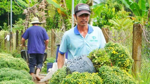 ‘Thủ phủ cây giống’ miền Tây tất bật vụ hoa Tết 2023