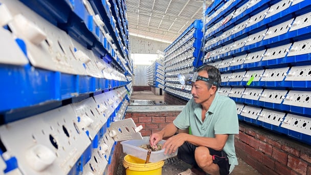 Nuôi cua lột trong hộp nhựa: Tiềm năng còn rất lớn
