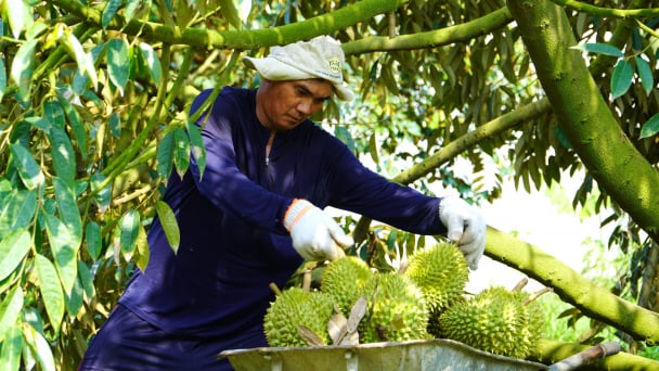 Establishing a 'green barrier' for durian exports: Improving the monitoring system