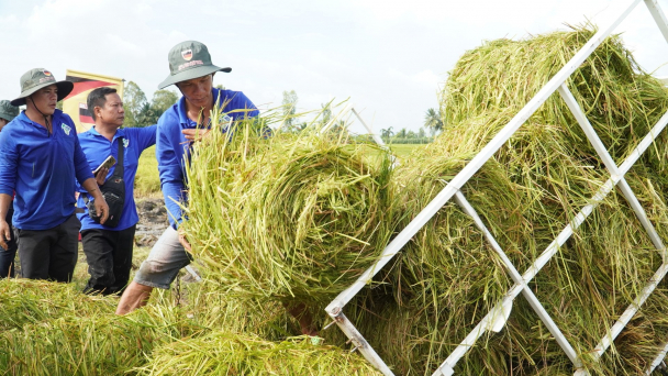 Làm sao tiêu thụ hết 14 triệu tấn rơm rạ từ một triệu hecta lúa?