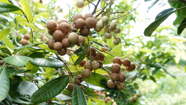 Giống nhãn mới cho trái quanh năm, giá bán hơn 100.000 đồng/kg