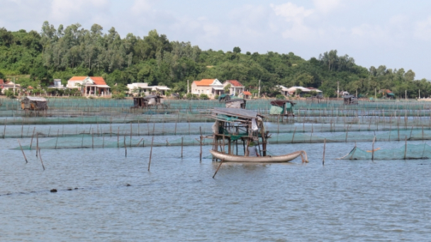 Đầm Ô Loan 'vắng bóng' hải sản