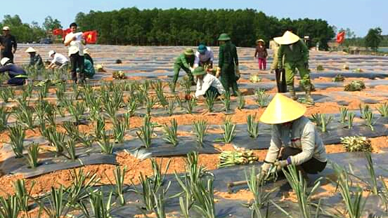 Trồng dứa Queen thương phẩm