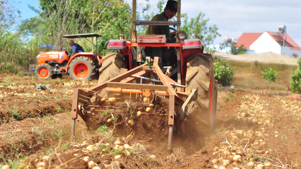 Liên kết sản xuất khoai tây