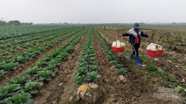 Rau xanh tăng giá, thương lái tranh mua