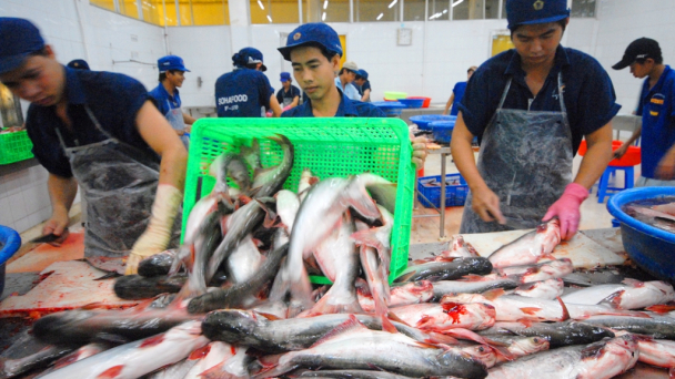 Cá tra có cơ hội ở các thị trường khác