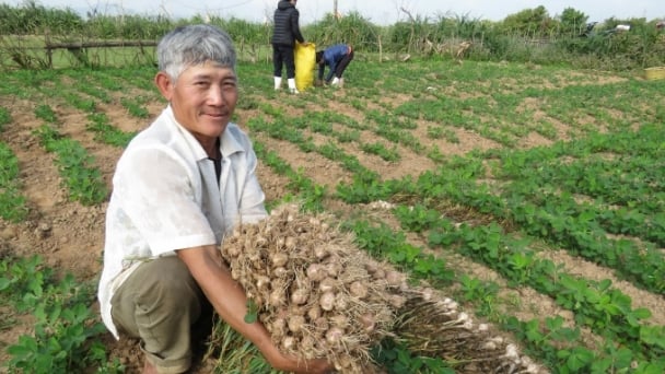 Xây dựng thương hiệu tỏi Quảng Minh