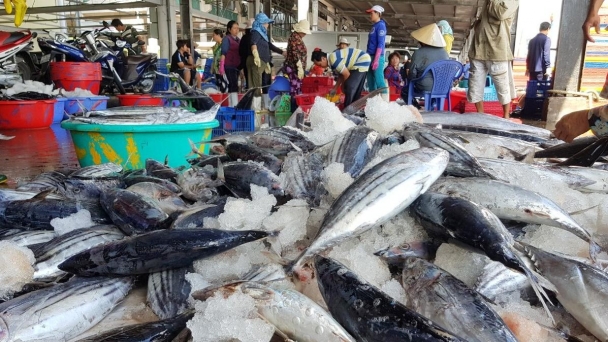 Khánh Hòa: Tàu lưới rê hoạt động hiệu quả