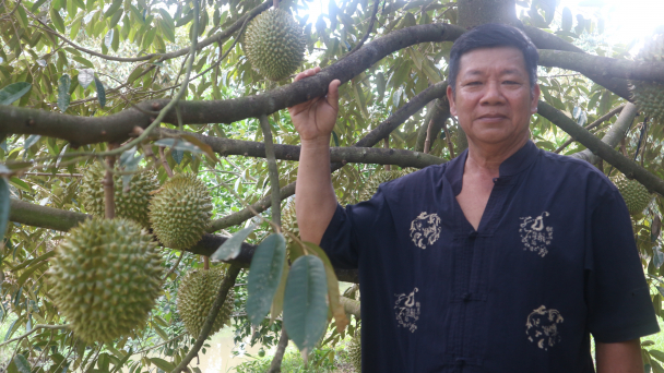 Giàu nhờ trồng sầu riêng