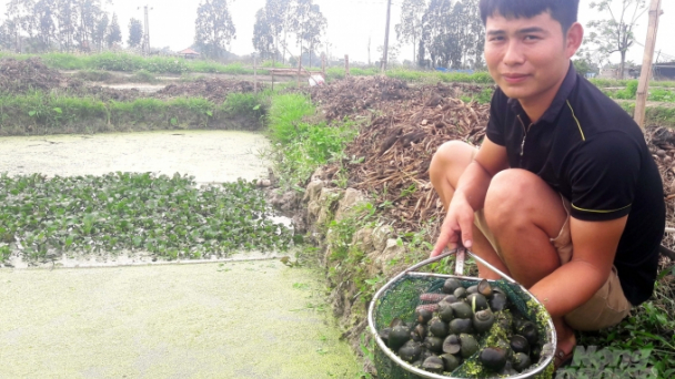 Mỗi mét vuông nuôi ốc nhồi lãi trên 150 nghìn đồng