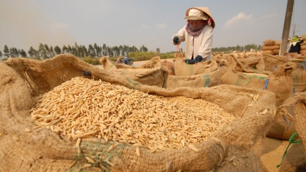 Sôi sục thị trường lúa gạo