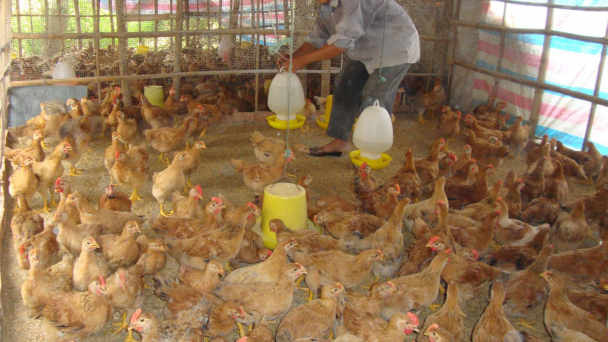 Phú Yên: Nâng cao hiệu quả chăn nuôi gia cầm