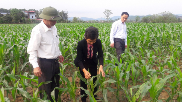 Sâu keo mùa thu lan rộng ở Tuyên Quang