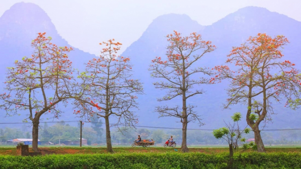 Nhớ mùa hoa xoan, hoa gạo