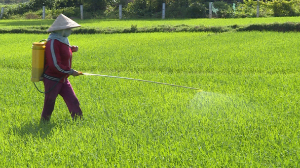 Quảng Bình: Phát hiện sớm đạo ôn để phòng trừ