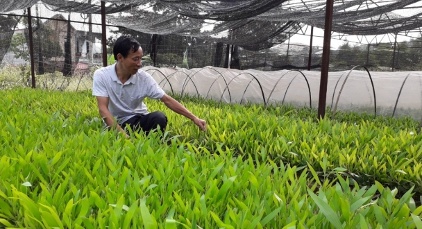 Tuyên Quang: Đã sẵn sàng trồng 10.000 ha rừng