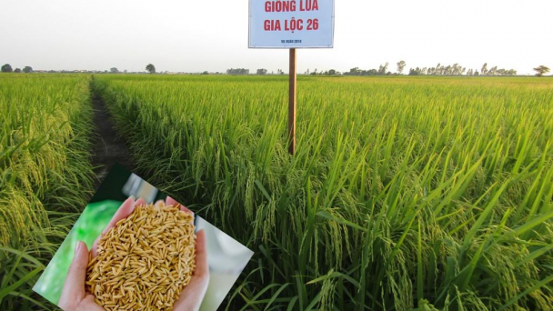 Một số giống lúa thuần mới năng suất cao, chống chịu sâu bệnh tốt