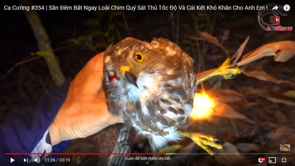 Thủ tướng yêu cầu ngăn chặn săn bắt động vật hoang dã trên không gian mạng