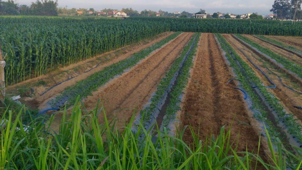 Phú Yên chủ động chuyển đổi cây trồng 'né' hạn