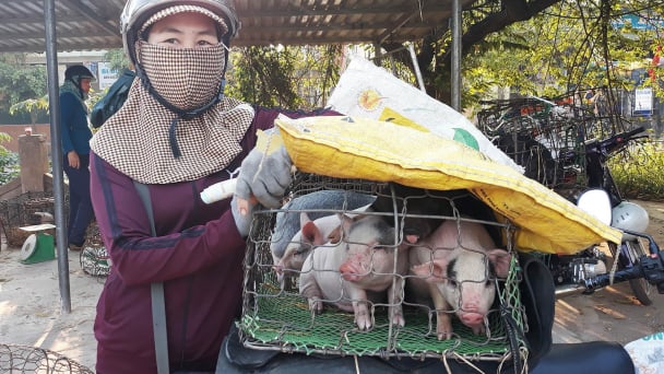 Quảng Trị: Thận trọng từng bước tái đàn
