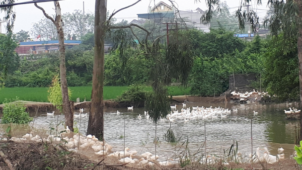 Nuôi vịt sạch dễ tiêu thụ