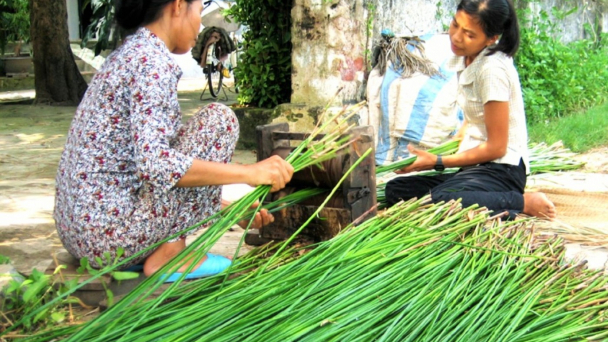 Trồng lác lãi trên 150 triệu đồng/ha
