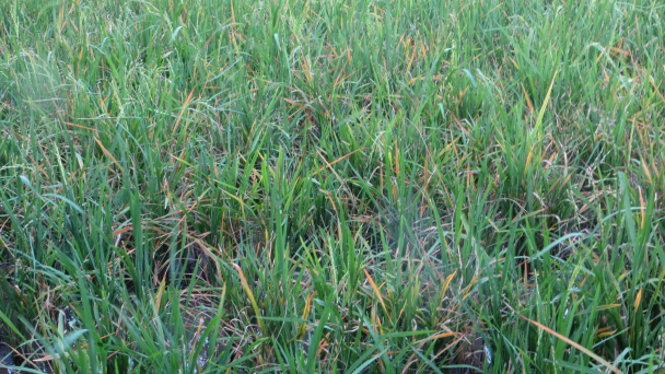Giải pháp khắc phục bệnh vàng cao do ngộ độc phèn nhôm