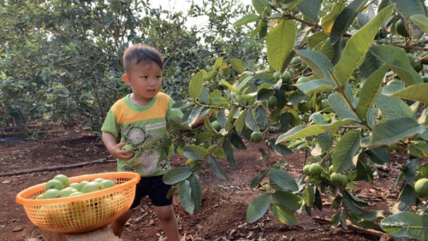 Ổi găng trên đất cao nguyên