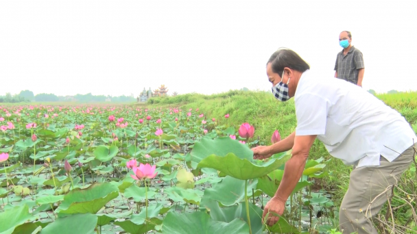 Chuyển lúa sang sen, tạo cảnh quan, tăng thu nhập