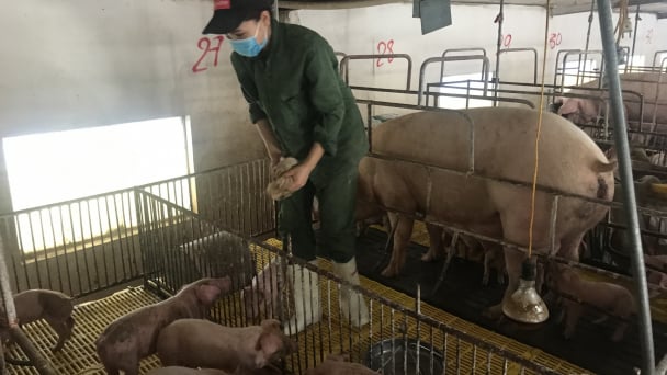 Hưng Yên: Tập trung tăng đàn lợn tại chỗ, đảm bảo an toàn sinh học