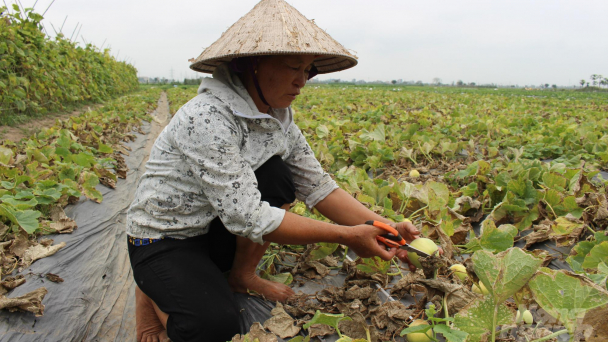 Dưa lê thất thu