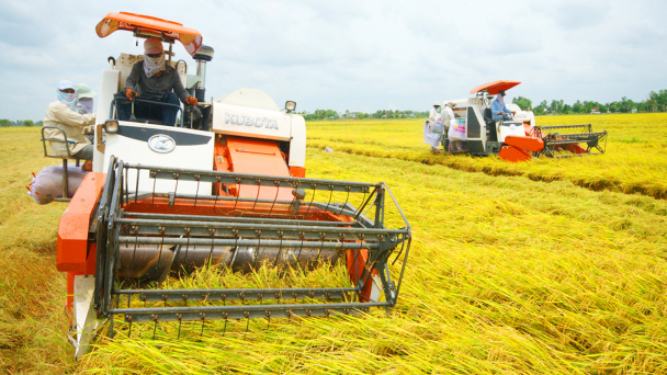 Hiệu quả lớn từ liên kết sản xuất, tiêu thụ lúa gạo