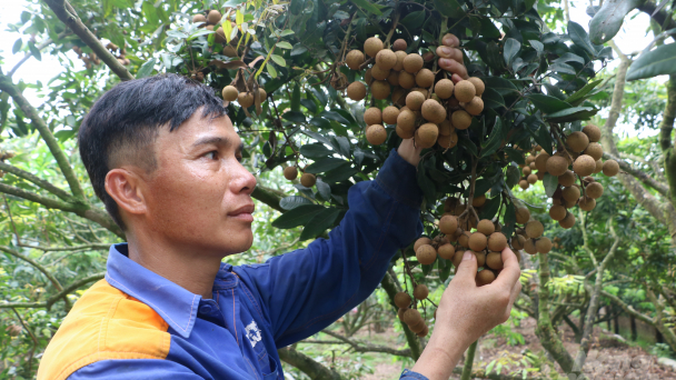 Nhãn rải vụ giá cao