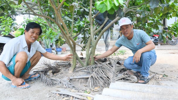 Điều bất ngờ khi ghép gốc bưởi long cổ cò vào cây bưởi da xanh
