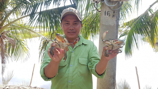 Nguồn cung khan hiếm, giá cua liên tục tăng