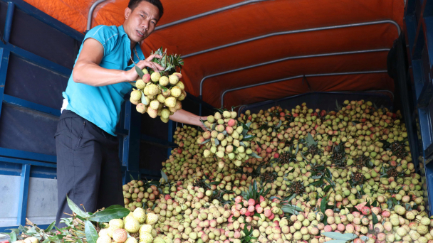 Vải sớm Phù Cừ