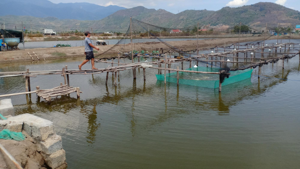 Ương cá bớp giống kiếm hàng trăm triệu đồng/ha