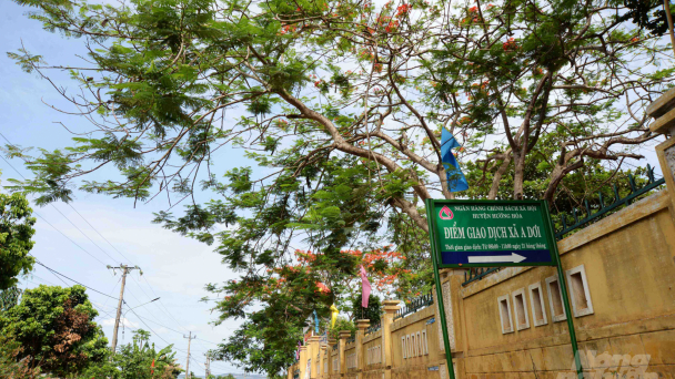 Trăn trở A Dơi