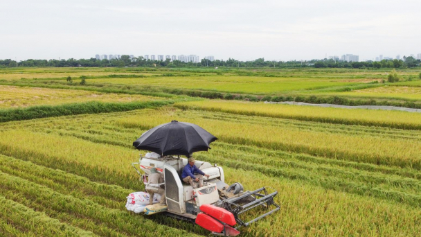 Tiếp tục miễn giảm thuế sử dụng đất nông nghiệp đến 2025