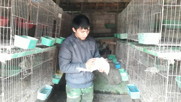 Thoát nghèo nhờ nuôi chim bồ câu Pháp