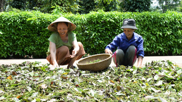 Ấm no nhờ trồng tiêu, nuôi bò