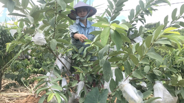 Cây che bóng – 'hai trong một'