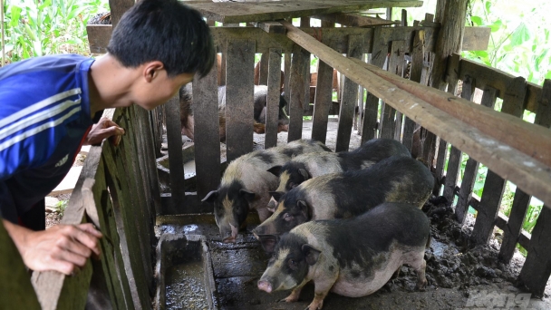Chàng cử nhân Sử tính chuyện làm giàu nhờ những cây, con bị quên lãng