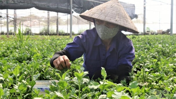 Nông nghiệp Thạch Thất ít bị ảnh hưởng bởi dịch Covid-19